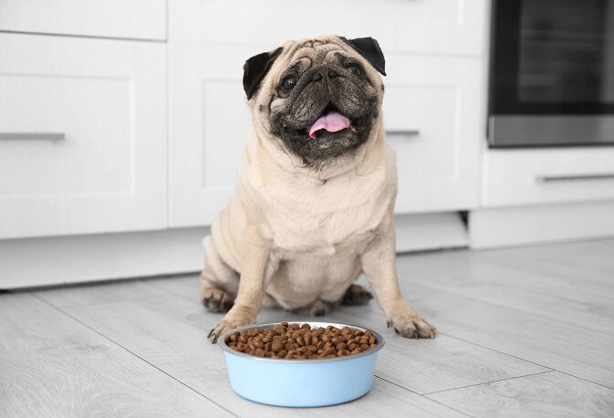 A pug sitting on a kitchen floor in front of a bowl filled with kibble.